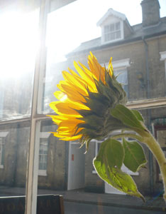 Replace Windows to Conserve Energy